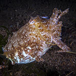 Ascarosepion latimanus